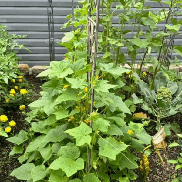 cucumbers growing on a vine