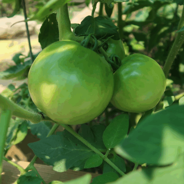 green tomato sprouting on healthy vine