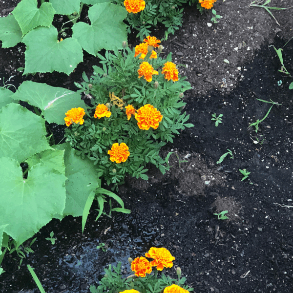 Bright yellow and orange marigold flowers blooming in a garden bed, planted to naturally repel pests like aphids and nematodes.
